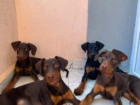 3 aylık aşıları tam doberman yavrularım