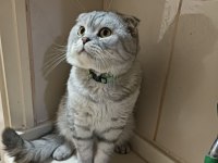 4 Yaşında Akıllı Eğitimli Scottish Fold