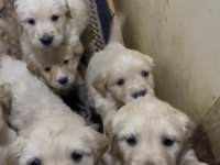 A kalite ırk sağlık garantili Golden retriever yavrular