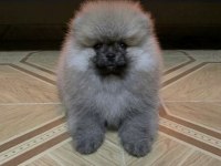 Teddy Bear Pomeranian Boo Yavrularım