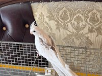 2,5 aylık zincir desen sultan papağanı