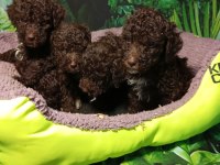 IRK VE SAĞLIK GARANTİ LAGOTTO YAVRULARIMUZ