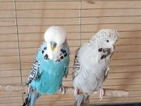 Show jumbo eşli erkek uysal muhabbet kuşumuz