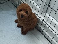Toy Poodle Orjinal