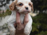 Kaliteli Cavalier King Charles Spaniel Yavruları