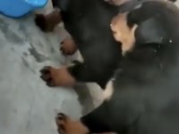 Profesyonel Koruma Köpekleri