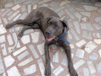 Safkan Aa++ Cane Corso İstanbul