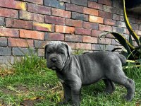 Ev ve bahçeniz için cane corso kapıda ödeme mevcuttur