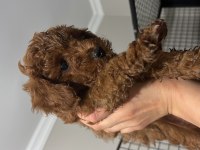 KOYU POODLE SEVENLER KIVIR KIVIR BEBEKLER
