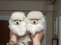 2.5 aylık mini dişi pomeranian yavrular