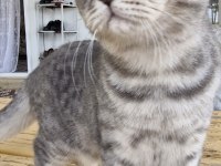 British Shorthair Erkek Kedimiz