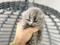 Saf kan Irk Scottish Fold Tüm Türkiye getirme şansımız var