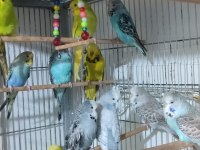 Jumbo ve show muhabbet kuşlar
