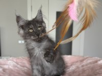 Maine Coon Pet Scrlı Ns Erkek