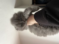 Şecere belgeli scottish fold yavrular