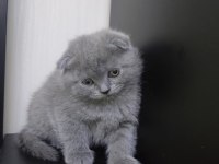 Bristh shorthair ve scotih fold yavrularimiz