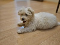 Köpeğimiz 3 aylık dünya tatlısı