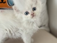 Kar beyaz mavi gözlü british shorthair yavrular