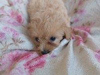 Dişi maltipoo 2 aylık