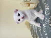 Minik patiler scottish fold