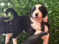 Burkemden a kalite Border collie yavrular