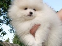 Petmode köpek çiftliğinden tea cup pomeranian 