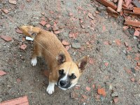 4 aylık küçük ırk erkek köpeğimiz
