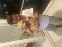 Dünya tatlısı poodle