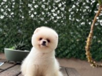 Ayıcık Surat Pomeranian Boo Bebekler
