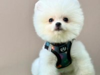 Sevimli Pomeranian Boo Yavrularımız
