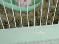 ALBİNO HAMSTER YAVRULARI