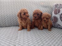 Poodle Yavruları