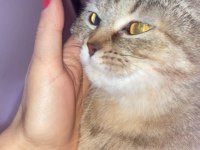 British shorthair kedilerim sahiplendirilecektir