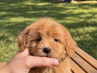 RED MALTİPOO KIZIMIZ