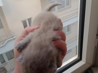 British shorthair bebeklerimiz yeni sahibini bekliyor