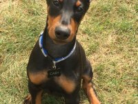 Baby kızıl siyah doberman