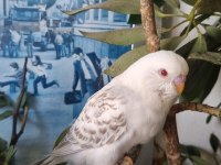 Yavru Albino Muhabbet Kuşu