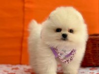 Safkan pomeranian yavrular