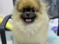 AYI SURAT POMERANİAN BOO