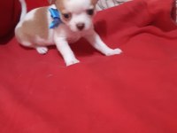 Sevimli şivava kardeşler