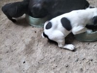 İlgilenen arkadaşlara french bulldog