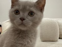 British shorthair kedimizi sahiplendiriyoruz