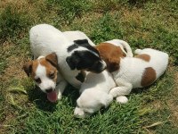 Show Kalite Fırlama Jack Russell Terrier Yavruları
