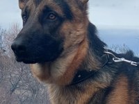 Şecereli alman kurdu köpeğimi sahiplendiriyorum