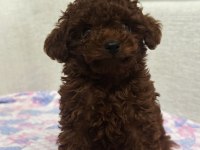 Erkek Teacup Dark Redbrown Kore Poodle