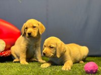 Renk Renk Labrador Yavrularımız
