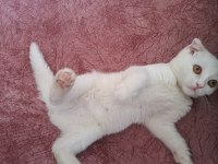 SCOTTISH FOLD BİR DİŞİ BİR ERKEK 6 AYLIK