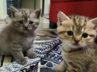 British longhair safari