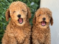 POODLE YAVRULARI
