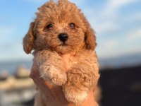 Teacup apricot toy poodle